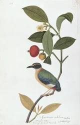 Garcinia celebica, Mangies ootan, Bourong Mentooah Plandoka, aus Zeichnungen von Vögeln aus Malakka, ca. 1805-18